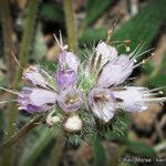 Phacelia mutabilis Flor