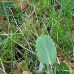 Eryngium tricuspidatum Blad