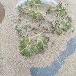 Euphorbia polygonifolia Hoja