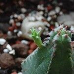 Euphorbia pseudoglobosa Blad