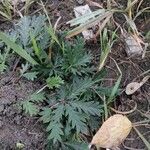 Potentilla intermedia Blad