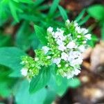 Origanum vulgareFlower