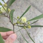 Acacia salicina Blomst
