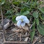 Viola blanda Цветок