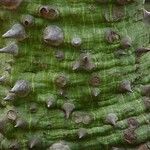 Ceiba pentandra Bark