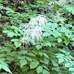 Aruncus dioicusFlor