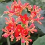 Jatropha podagrica Flower