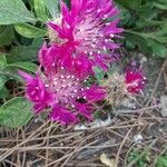 Centaurea sphaerocephala Flower