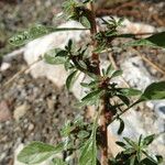 Amaranthus blitoides Blüte