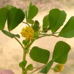 Medicago polymorpha Blatt