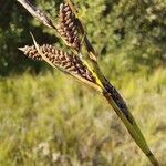 Carex nigra ഫലം