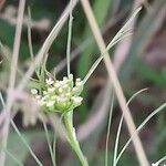 Cyclospermum leptophyllum Blüte