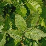 Rubus illecebrosus Leaf