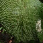 Antrophyum mannianum Hoja