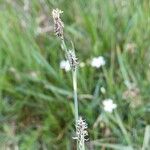 Carex panicea Lorea