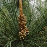 Pinus tabuliformis Квітка