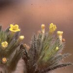 Arnebia decumbens Flower