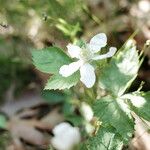 Rubus flagellaris 整株植物