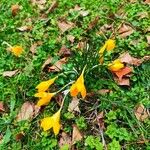 Crocus flavus 花