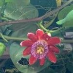 Passiflora quadrangularis Fleur