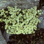 Saxifraga muscoides Anders