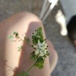 Fumaria capreolata Blüte