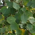 Populus tremula Blatt