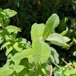 Mentha × villosa Leht