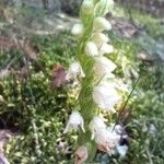 Goodyera repensBlüte