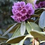 Rhododendron hodgsonii Blodyn