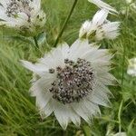 Astrantia major Blüte