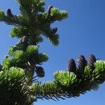 Abies lasiocarpa Foglia