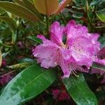 Rhododendron balfourianum Λουλούδι