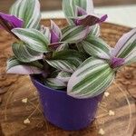 Tradescantia cerinthoides Feuille