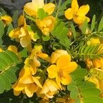 Senna surattensis Õis