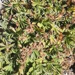 Potentilla nivalis Fruit