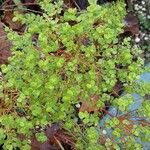 Euphorbia segetalis Flower