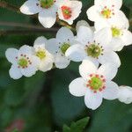 Micranthes californica Flor