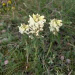 Pedicularis comosa Hábito