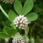 Dorycnium rectum Flower