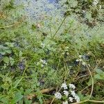 Oenanthe aquatica Flors