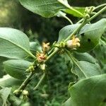 Diospyros virginianaFlower