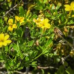 Jasminum fruticans Flor