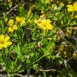 Jasminum fruticans Цветок