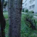 Corylus avellana Bark