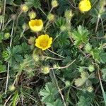 Potentilla tabernaemontani Habitus