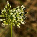 Allium pallens Blüte