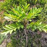Myodocarpus fraxinifolius Hoja