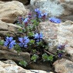 Veronica nummularia 形態