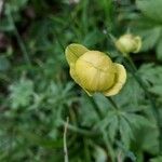 Trollius europaeusKvet